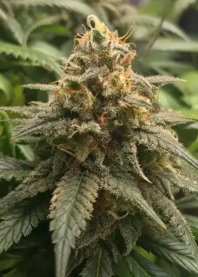 Amnesia Pro by Gea Seeds, Photoperiod cannabis strain