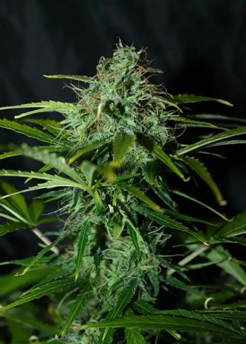 Amnesia Regular by Ganja Farmer, Photoperiod cannabis strain