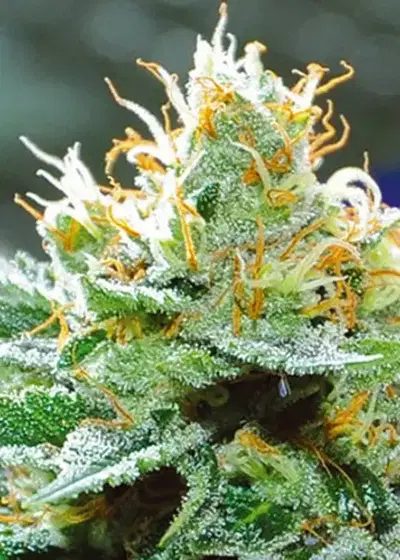 Amnesia x Buddha Kush by Vision Seeds, Photoperiod cannabis strain
