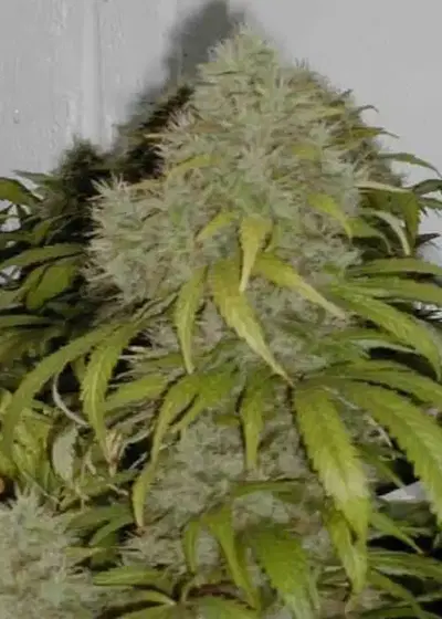 Amnesia by Biological Seeds, Photoperiod cannabis strain