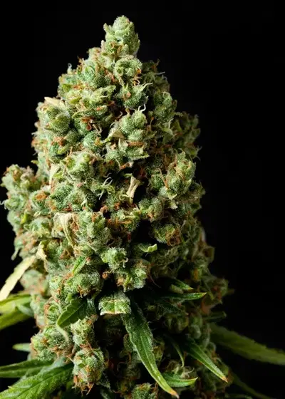 Amnesiac by Spliff Seeds, Photoperiod cannabis strain