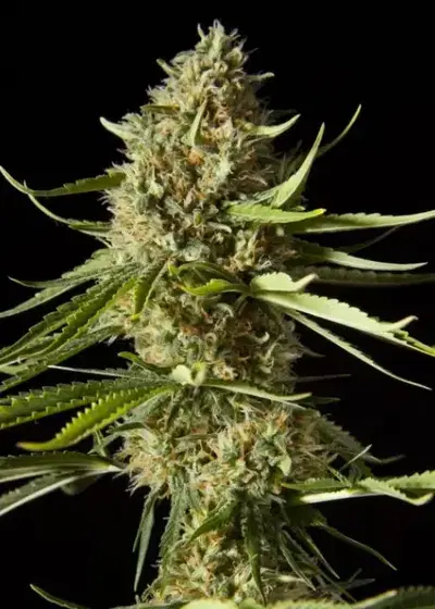 Amnesika 2.0 by Philosopher Seeds, Photoperiod cannabis strain