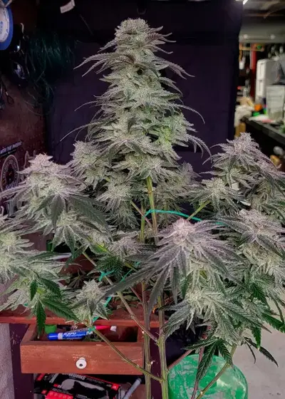 Amoretto Sour by Seed Junky Genetics, Photoperiod cannabis strain