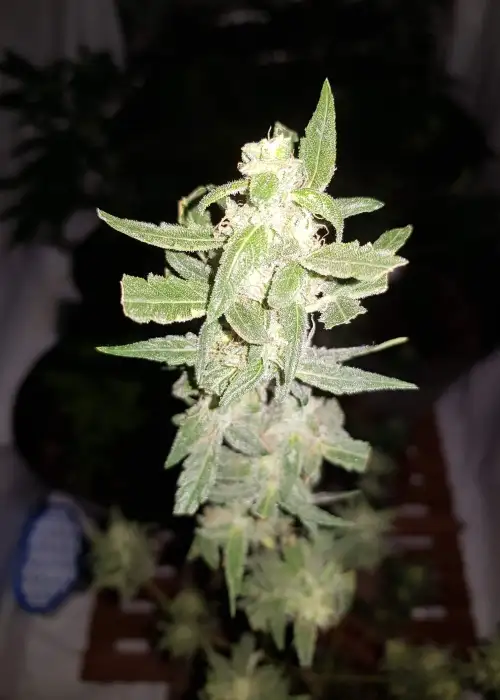 Amphetamine by Cream of the Crop Seeds, Autoflower cannabis strain