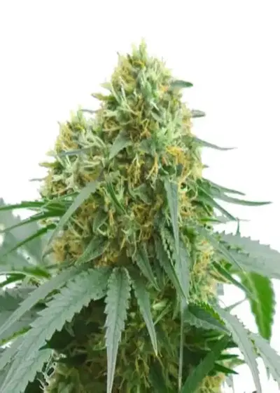 AMS Supreme Auto by Amsterdam Marijuana Seeds AMS, Autoflower cannabis strain