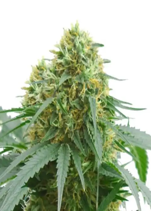 AMS Supreme Auto by Amsterdam Marijuana Seeds AMS, Autoflower cannabis strain