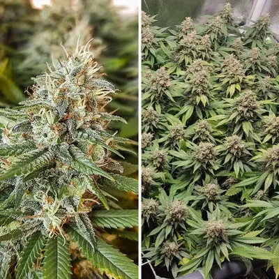 Amsterdam Amnesia by Dutch Passion, Photoperiod cannabis strain