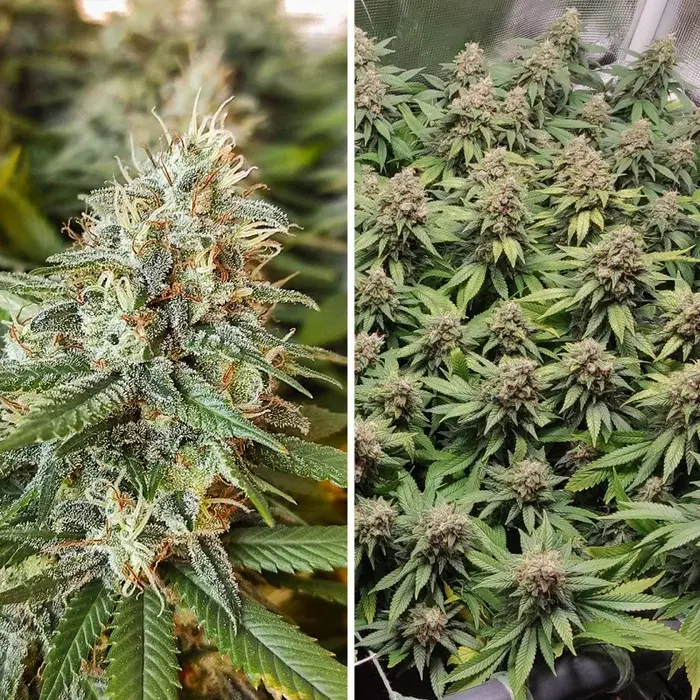 Amsterdam Amnesia by Dutch Passion, Photoperiod cannabis strain