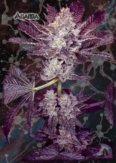 Ananda by GeneSeeds - NemeSeeds, Photoperiod cannabis strain