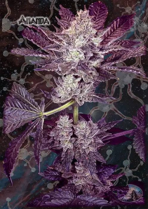Ananda by GeneSeeds - NemeSeeds, Photoperiod cannabis strain