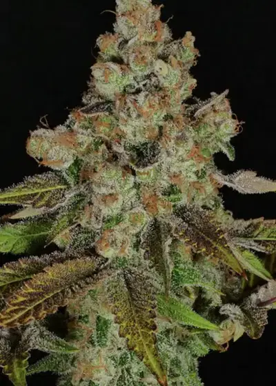 Anaphylaxis by Mass Medical Strains, Photoperiod cannabis strain
