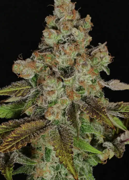 Anaphylaxis by Mass Medical Strains, Photoperiod cannabis strain