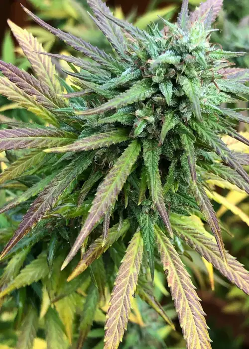 Angel Med CBD by Future Genetix, Photoperiod cannabis strain