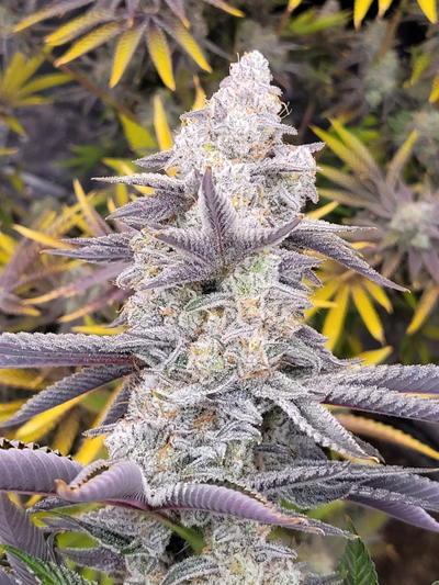 Angry Gorilla S1 by Brothers In Farms, Photoperiod cannabis strain
