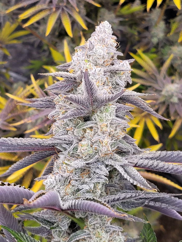 Angry Gorilla S1 by Brothers In Farms, Photoperiod cannabis strain