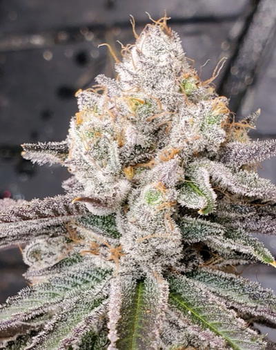Angry Gorilla by Brothers In Farms, Photoperiod cannabis strain