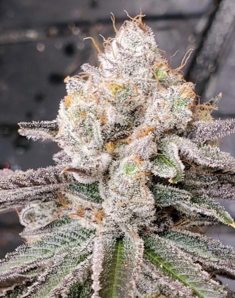 Angry Gorilla by Brothers In Farms, Photoperiod cannabis strain