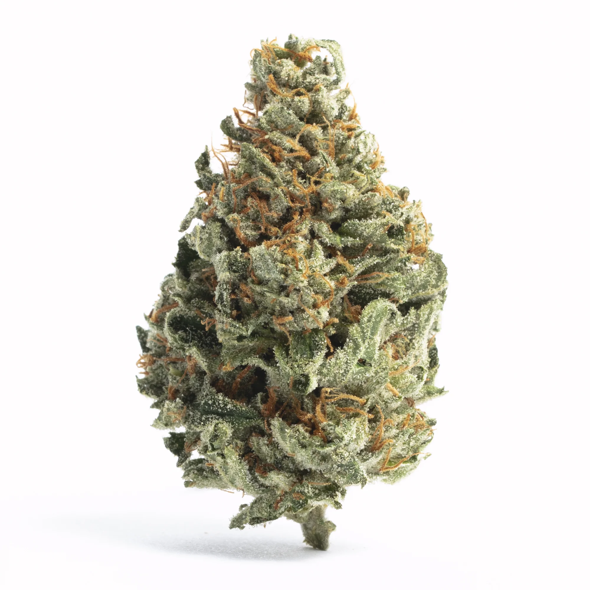 Animal Cocktail by UpRising Seed Co, Photoperiod cannabis strain