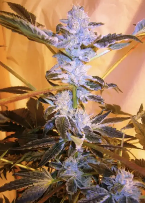 Animal Cookies by Seerious Strains, Photoperiod cannabis strain