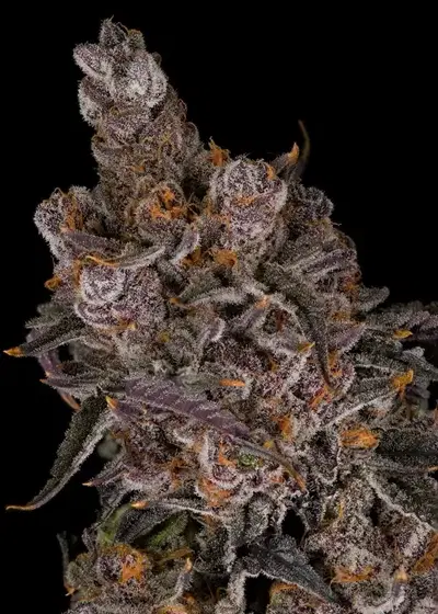 Animal Mint Cake by Tiki Madman, Photoperiod cannabis strain