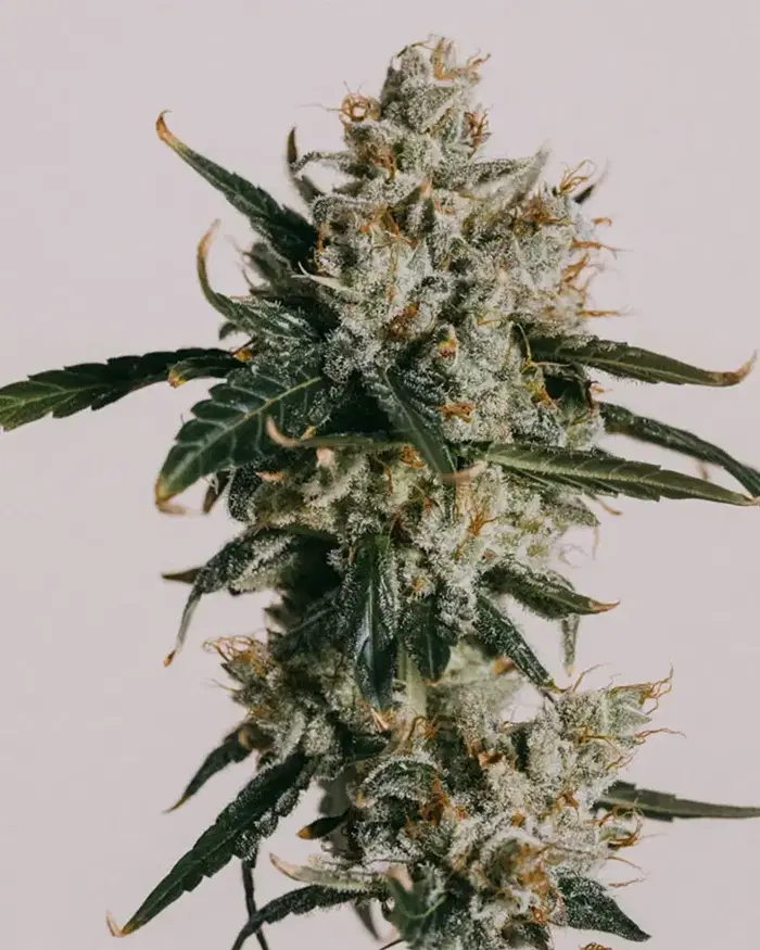 Animal Mints by Seed Junky Genetics, Photoperiod cannabis strain