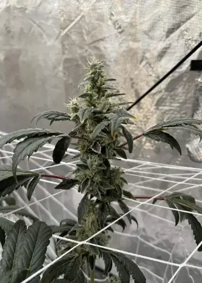 Animal Tree by Seed Junky Genetics, Photoperiod cannabis strain