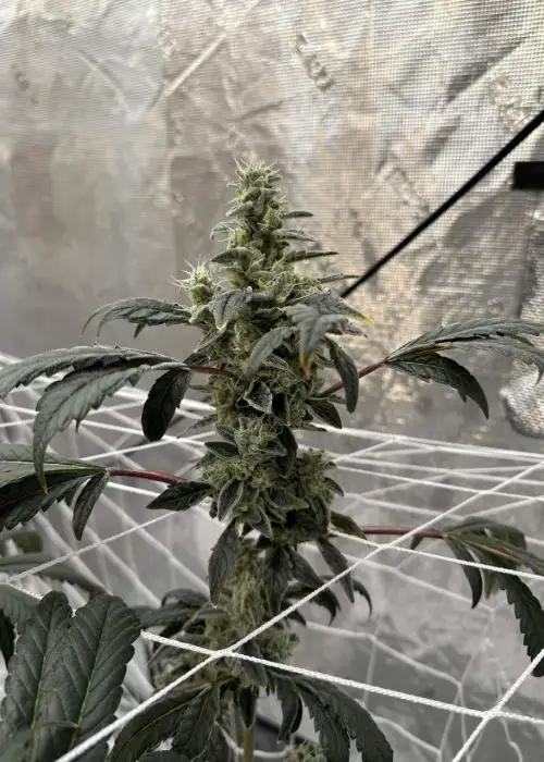 Animal Tree by Seed Junky Genetics, Photoperiod cannabis strain