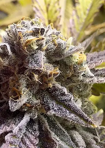 Animism cannabis strain
