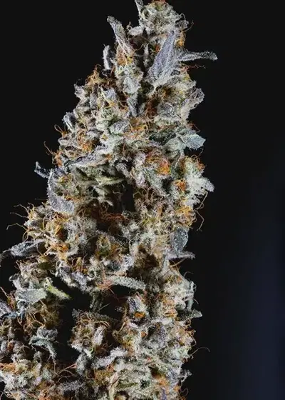 Animorph Mints by Compound Genetics, Photoperiod cannabis strain