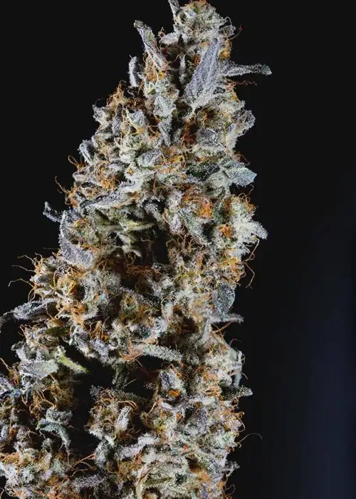 Animorph Mints by Compound Genetics, Photoperiod cannabis strain