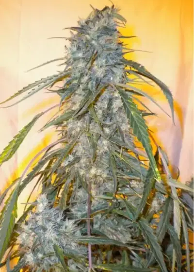 Annapurna by Flash Seeds, Autoflower cannabis strain