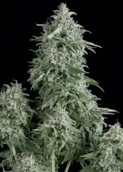 Anubis by Pyramid Seeds, Photoperiod cannabis strain