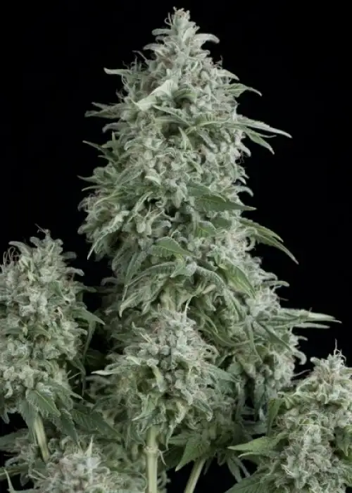 Anubis by Pyramid Seeds, Photoperiod cannabis strain