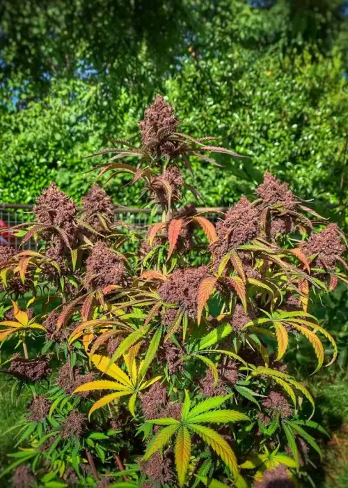 Anvil by Gnome Automatics, Autoflower cannabis strain