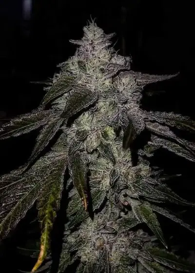 Apes in Space by Exotic Genetix, Photoperiod cannabis strain