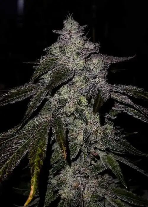 Apes in Space by Exotic Genetix, Photoperiod cannabis strain