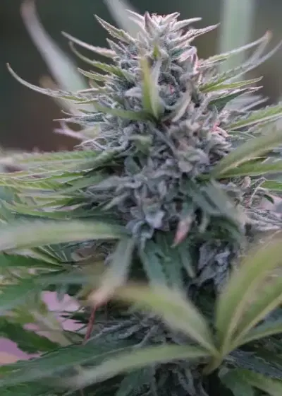 Apex Dominus by Apex Seeds, Photoperiod cannabis strain