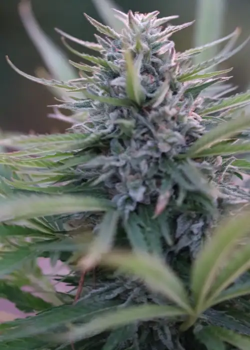 Apex Dominus by Apex Seeds, Photoperiod cannabis strain