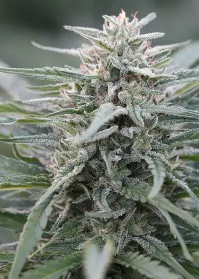 Apex Widow by Apex Seeds, Photoperiod cannabis strain