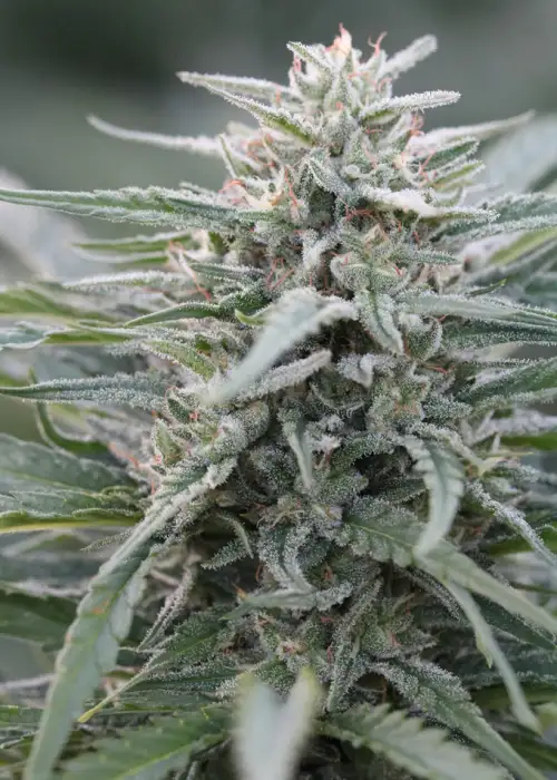 Apex Widow by Apex Seeds, Photoperiod cannabis strain