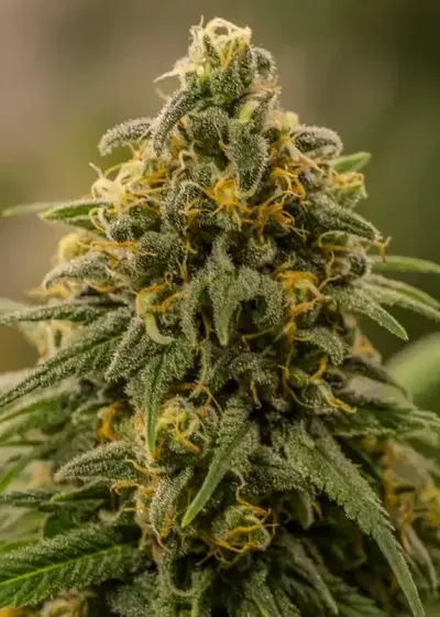 Apollo XX by Brothers Grimm Seeds, Photoperiod cannabis strain