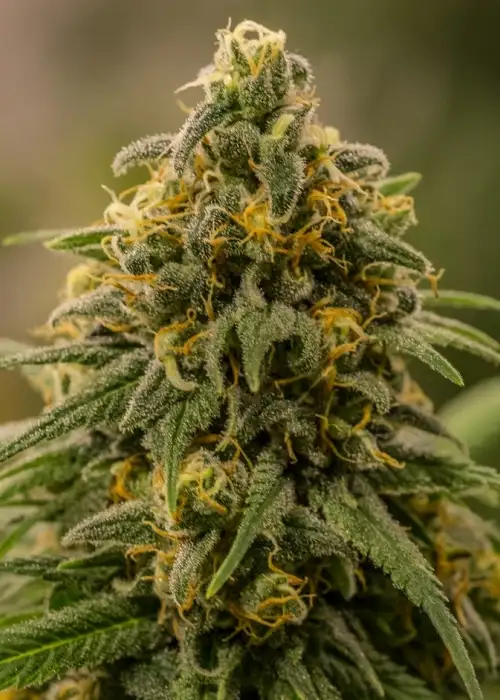 Apollo XX by Brothers Grimm Seeds, Photoperiod cannabis strain