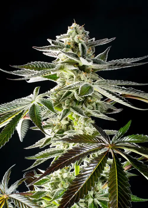 Apple and Bananas by Kannabia Seed Company, Photoperiod cannabis strain