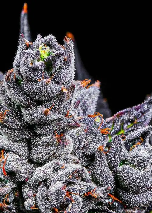 Apple Banana Zoap by LIT Farms (Lost In Translation), Photoperiod cannabis strain