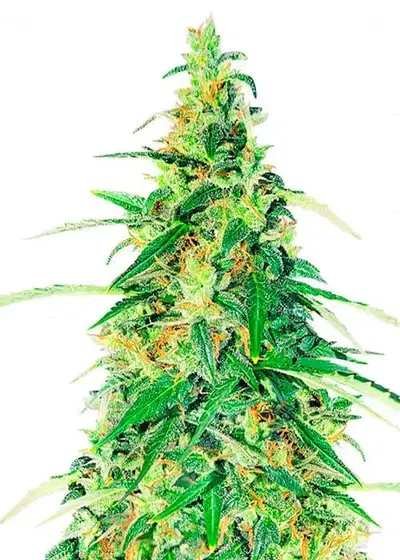 Apple Betty Auto by Herbies Seeds, Autoflower cannabis strain