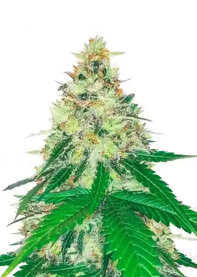 Apple Betty by Herbies Seeds, Photoperiod cannabis strain