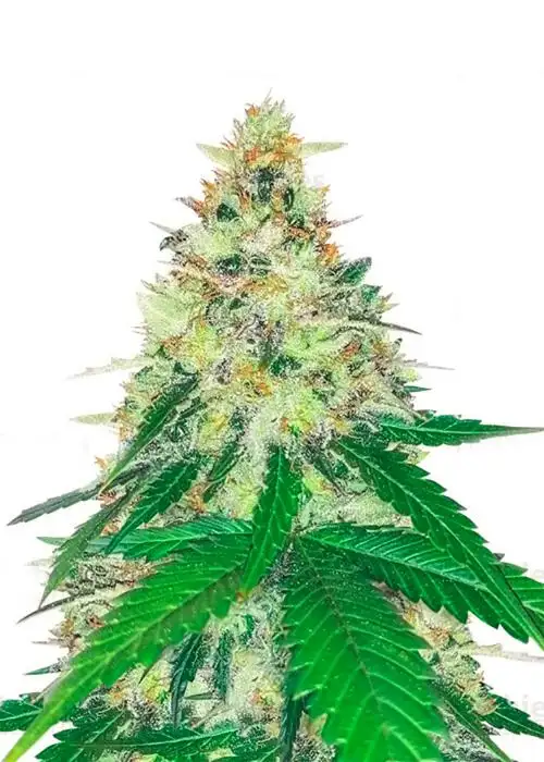 Apple Betty by Herbies Seeds, Photoperiod cannabis strain