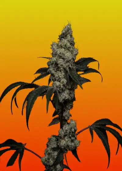 Apple Burger by Homegrown Genetics, Photoperiod cannabis strain