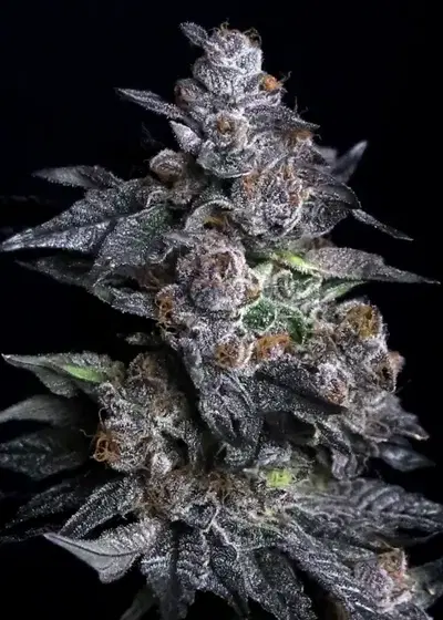 Apple Candie by Elev8 Seeds, Photoperiod cannabis strain
