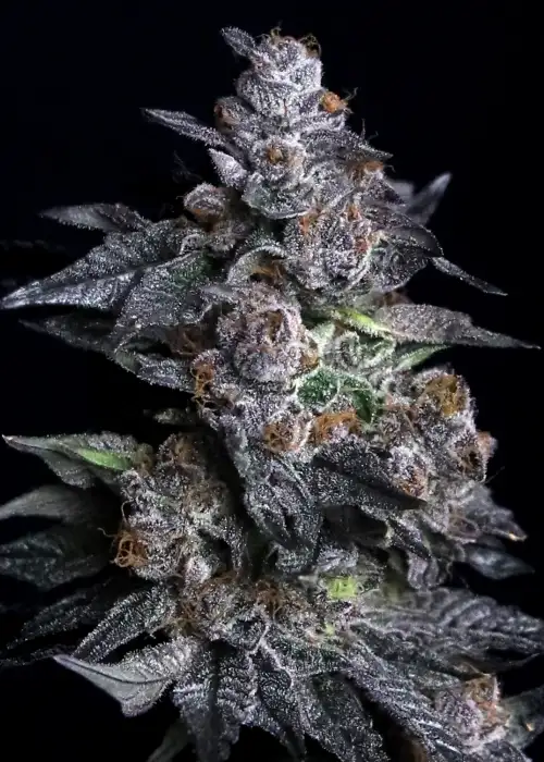Apple Candie by Elev8 Seeds, Photoperiod cannabis strain